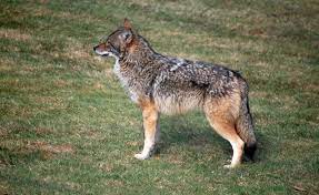 The primary requirement for a wolf population is a source of large prey, such as deer, moose, or bison. Coyotes Or Coywolves Debate Grows Over Their True Identity News Eagletribune Com
