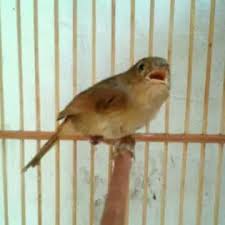 Suara burung flamboyan terbaru gratis dan mudah dinikmati. Burung Flamboyan Jantan 7 Ciri Ciri Burung Sikatan Londo Paling Akurat Dari Segi Fisik Dan Suara Kicau Mania Mengenal Lebih Dekat Burung Flamboyan Perbedaan Jantan Dan Betina Flamboyan