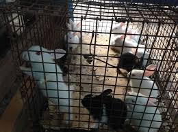 Offer for best breeds of pup in best in delhi, ## we have 45 to 55 days old puppies are available. Top Pet Shops For Labrador Dog In Ponda Best Labrador Dog Dealers Goa Justdial