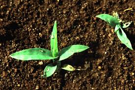 Image result for Eleusine kigeziensis