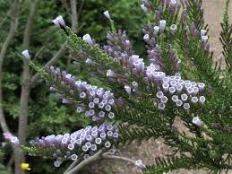 Image result for Fabiana imbricata