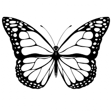 Copy the simple butterfly drawings on this page with your favorite pencil. Easy To Draw Butterfly Novocom Top