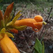 Image result for Orthanthera