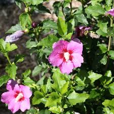 Image result for Hibiscus torrei