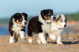 Australian shepherd puppies colorado springs. Best Australian Shepherd Breeders 2021 10 Places To Find Aussie Puppies For Sale