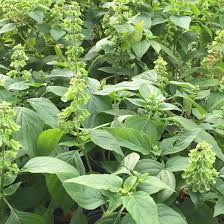 Image result for Ocimum
