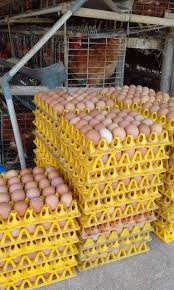 Check spelling or type a new query. Grosir Telur Ayam Ras Ayam Negeri Pringsewu Dan Bandar Lampung Posts Facebook