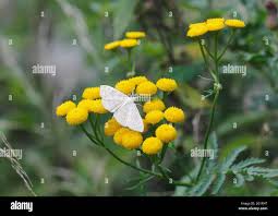 Image result for Anania perlucidalis