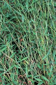 Image result for Microstegium