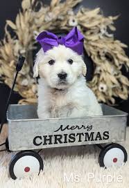 We are looking for a guardian home for first pick female from Saylor and  Sully's litter! More info at:  https://www.crowriverpups.com/guardian-home-opportunities