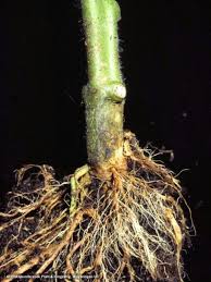 Do not use copper products within 20 days of treatment and do not use spray adjuvants. Biological Control Of Foot And Root Rot Damping Off Biobest