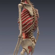 Realistic Human Internal Organs 3d Model In 2020 Human Anatomy 3d 3d Model Human