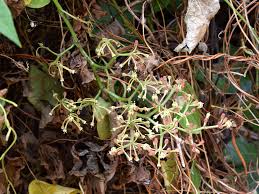 Image result for Cissus welwitschii