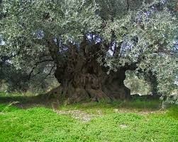 Ancient Olive Tree The Symbol Of Peace Prosperity And Wisdom Lemon Tree Plants Olive Tree Old Trees