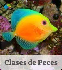Clases De Peces Razas De Peces Cuidado De Los Peces Peces De Colores Clases De Peces Peces De Agua Salada