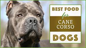 10 best healthiest dog food for cane corsos in 2019