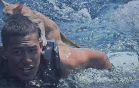 Unexpected Hero: This Cat Saves Lives in the Middle of the Ocean 😿🔥🛳️  #cutecat #ai #fyp #cat #poorcat #kitty #kitten #catlover #catsvideo #fbpro  #fbreel #fbreels #followers #monetization #spotlight #everyone #widereach  #publicspotlight Chanel