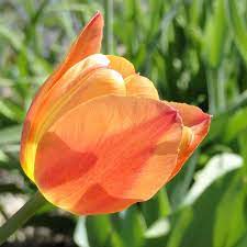 Single Late Tulip (Tulipa 'Dillenburg') in the Tulips Database - Garden.org