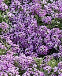 Alyssum How To Plant Care For Sweet Alyssum Flowers Garden Design Alyssum Flowers Plants Alyssum