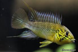 Apistogramma Sp From Guainia