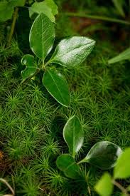 Image result for Polygala friesii