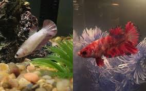 These are typically male traits, and check your betta's gills for a beard.7 x research source both male and female betta fish have a membrane under their gills that is a different color. If I Would Breed A Koi Male Betta With A White Female Betta Is There Any Ch My Aquarium Club
