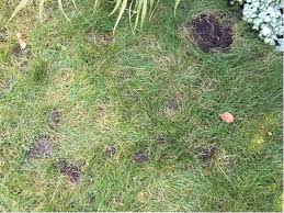 When they burrow, chipmunks can create extensive tunnel systems. Ask An Expert What Is Digging Up My Yard The Nose Knows Usu