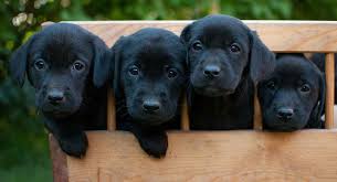 Our labrador retriever females are wonderful family companions / gun dogs. Sammy Labrador Retriever Labrador Retriever Puppies Lab Puppies For Sale Lab Puppy For Sale Labrador Retiever For Sale