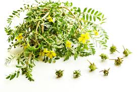 Image result for Tribulus excrucians