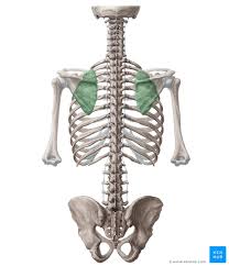 Image result for Scapulothoracic Injection