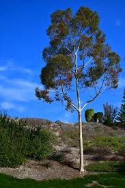 Pilih latar belakang yang baik. 7artisans 50mm F 1 05 Review