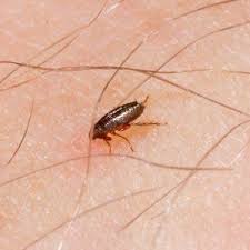 2421 n van buren st, enid, ok 73703. Pest Control Experts Fort Smith Ar Five Star Pest Control