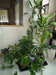 14 day happiness guarantee + fast delivery anywhere in canada. Household Plants Shipping Rates Services Canada