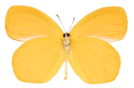 Image result for Hypolytrum pynaertii