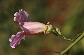 Image result for Podranea brycei