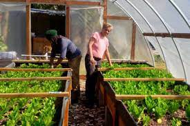 Aquaponics Farmers Band Together To Set Their Industry Apart Kqed
