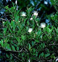 Image result for Capparis citrifolia