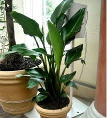 The Care Instructions For Tropical Houseplants Tropical House Plants Big Indoor Plants Small Indoor Plants