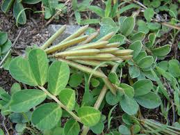 Image result for Indigofera kirkii