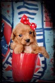 Red Cavapoo Puppy Cavapoo Puppies Cavapoo Puppies