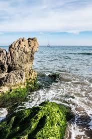 Image result for "submit" -site:wikipedia.org -site:wikimedia.org