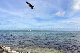 Owners let them roam free, trusting they will find their way home at the end of the day. 17 Best Spring Break Destinations In The Usa Where To Go Tips