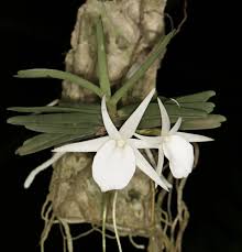 Image result for Diaphananthe