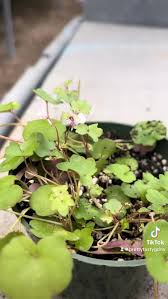 Image result for Cymbalaria muralis