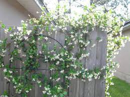 Night Blooming Jasmine Backyard Plants Shade Plants Violet Garden