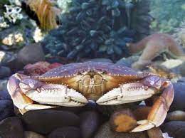 Http Mrdungenesscrabber Com Crab Bait Dungeness Crab Crab