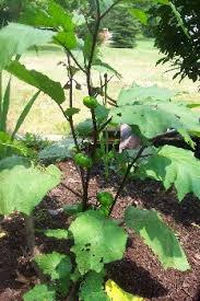 Frost will kill the leaves on the plant; Pumpkin Nook How To Grow Pumpkin On A Stick Pumpkin Tree Solanum Integrifolium