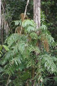 Image result for Stenochlaena