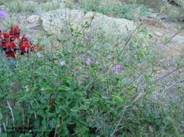 Image result for Commicarpus