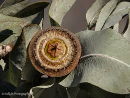 Image result for Pycreus melas